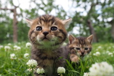 【予告編】吉岡里帆のナレ披露！岩合光昭が撮る世界のネコたちに「幸せが込み上げました」 画像