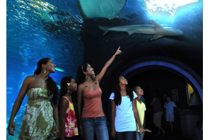 ハワイの海洋生物に会える水族館「マウイ オーシャン センター」 画像