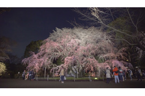 夜桜とともに感じる、春の足音。「六義園しだれ桜ライトアップ」 画像