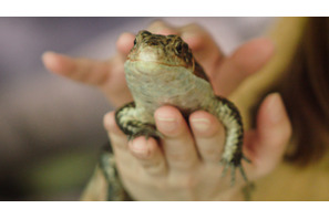 ガッキーも飼ってる 爬虫類女子、必見！ 「iZoo」で爬虫類の赤ちゃんを抱っこしよう！ 画像