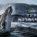 「クジラと海洋生物たちの社会」（C） 2021 NGC Network US, LLC. All rights reserved.