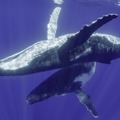 「クジラと海洋生物たちの社会」（C） 2021 NGC Network US, LLC. All rights reserved.