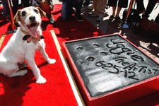 『アーティスト』の名犬・アギー、チャイニーズ・シアターに足型を残す史上初の快挙！ 画像