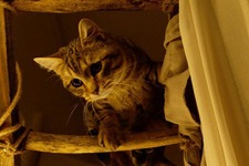主人公の悲しみに寄り添う…キジトラ猫の“演技”とらえた『ルー、パリで生まれた猫』本編映像 画像