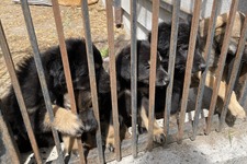 『犬と戦争　ウクライナで私が見たこと』山田あかね監督が明かす“悲劇”の特別映像 画像