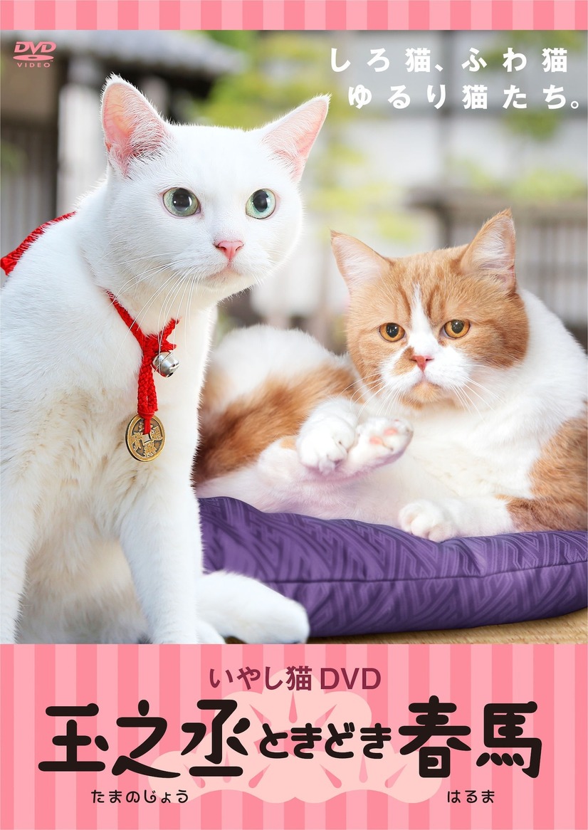 白猫 玉之丞にyモバイル 春馬 も登場 猫侍 スピンオフdvdが緊急発売 3枚目の写真 画像 Cinemacafe Net