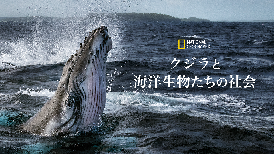 地球を考える アースデイに観たい クジラと海洋生物たちの社会 ほか圧巻のドキュメンタリー Cinemacafe Net