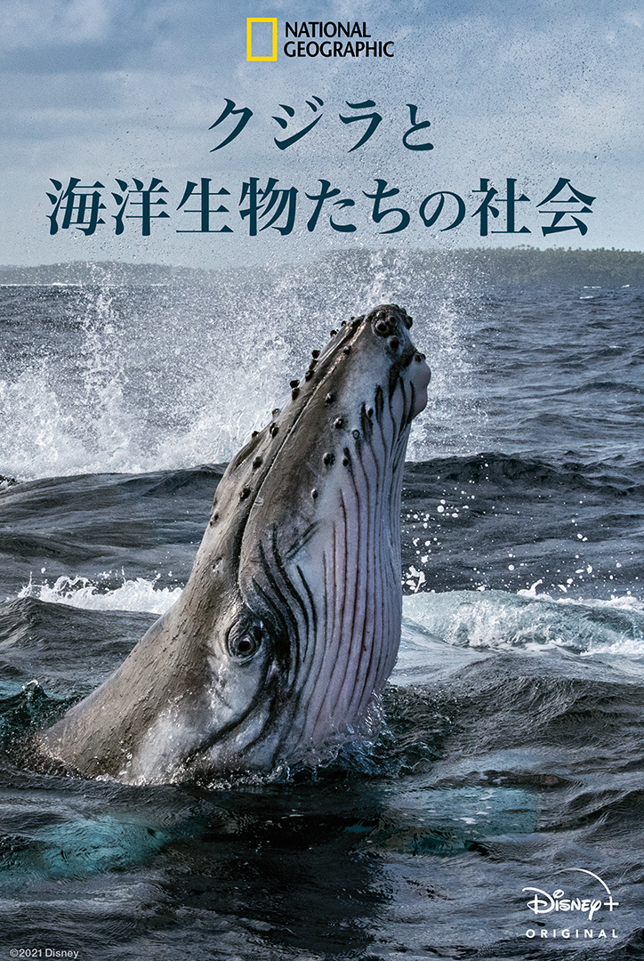 人間と変わらぬ家族愛も 海洋ドキュメンタリー クジラと海洋生物の社会 日本版予告編 Cinemacafe Net
