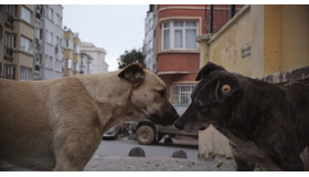 【当選者のみ入室可能】『ストレイ 犬が見た世界』シネマカフェオンライン試写室