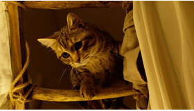 『ルー、パリで生まれた猫』　© 2023 MC4–ORANGE STUDIO–JMH & FILO Films