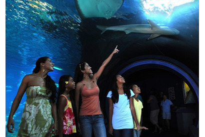 ハワイの海洋生物に会える水族館「マウイ オーシャン センター」 画像