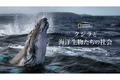 “地球を考える”アースデイに観たい！「クジラと海洋生物たちの社会」ほか圧巻のドキュメンタリー 画像