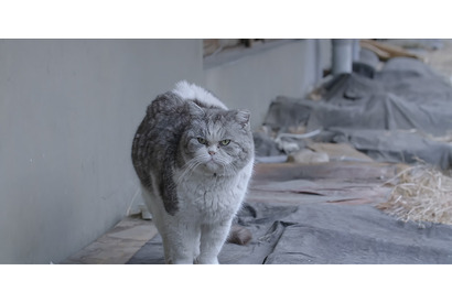 個性豊かな猫たち捉える『猫たちのアパートメント』場面写真 公開日は12月23日に 画像