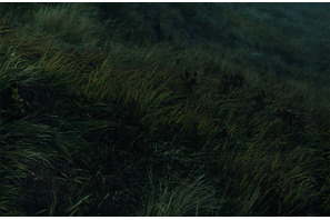 光、風、音…自然の調和を捉えた若手写真家・山崎泰治の写真展「SIGHT」 画像