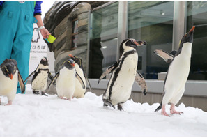 ペンギンをより身近に…「仙台うみの杜水族館」にて「ペンギン祭り」開催 画像