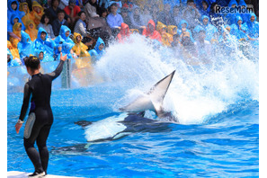 豪快なシャチの水しぶきを浴びよう！鴨シー「スイミングバースト」 画像