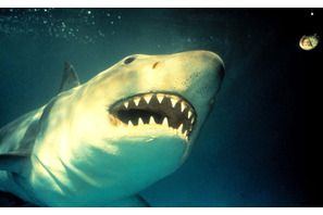 水族館に人食いザメが襲来、海洋パニックシリーズ第3弾…映画天国『ジョーズ3』 画像