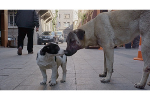 街に溶け込み、自由に駆け回る犬たち『ストレイ 犬が見た世界』本編冒頭映像 画像