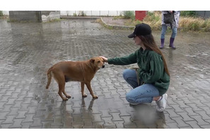 侵攻から3年…ドキュメンタリー『犬と戦争 ウクライナで私が見たこと』公開　 画像