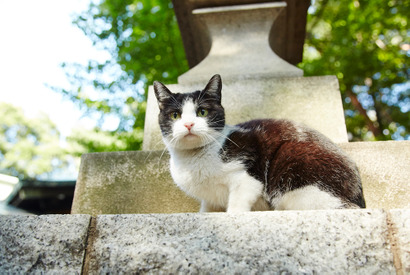 【特別映像】“女優猫”たちの超絶キュートなオフタイム到着！『猫よん。』 画像