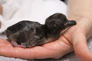 「すみだ水族館」でペンギンの赤ちゃんが誕生！ 期間限定展示が実施 画像