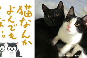 風間俊介主演『猫なんかよんでもこない。』公開に向け、”猫映画祭”プロジェクトが始動 画像