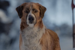 ハリソン・フォードの相棒名犬バックの誕生秘話『野性の呼び声』 画像