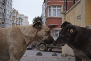 【当選者のみ入室可能】『ストレイ 犬が見た世界』シネマカフェオンライン試写室 画像