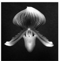 Orchid, 1988 Gelatin Silver Print (C) Robert Mapplethorpe Foundation. Used by permission.