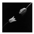 Tulip, 1984 Gelatin Silver Print (C) Robert Mapplethorpe Foundation. Used by permission.