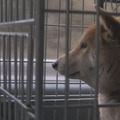 『犬と猫と人間と2　動物たちの大震災』 -(C) 宍戸大裕