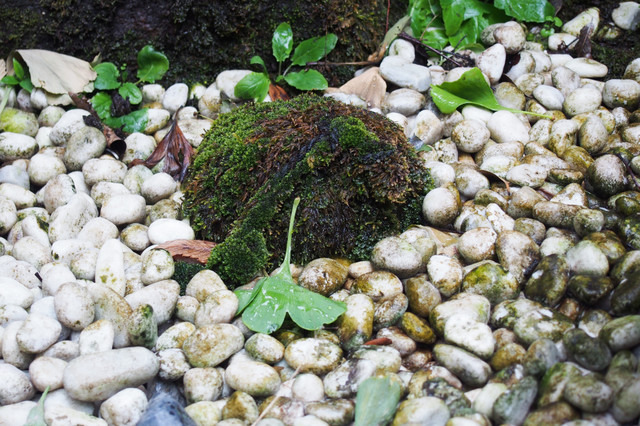 通称“かえる石”の足元が水琴窟になっている