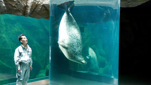 『旭山動物園物語　ペンギンが空をとぶ』 -(C) 2008『旭山動物園物語』製作委員会