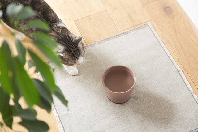 RINN Inc.が新作猫用水飲み器「Cat Water Bowl」の予約注文受付を開始