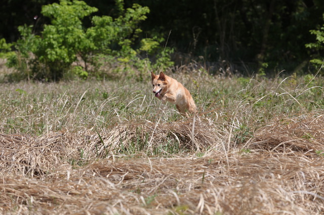 『話す犬を、放す』　（C）2016 埼玉県／SKIPシティ 彩の国ビジュアルプラザ