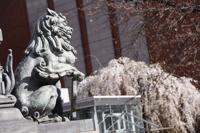 日本橋の桜の様子