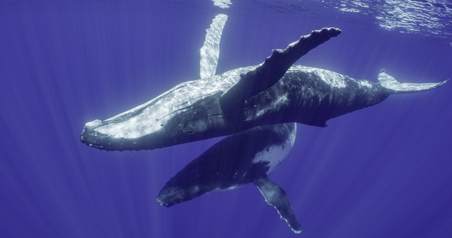 人間と変わらぬ家族愛も 海洋ドキュメンタリー クジラと海洋生物の社会 日本版予告編 Cinemacafe Net