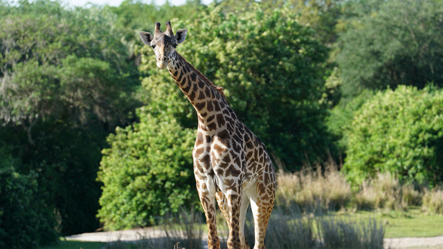 『Magic of Disney’s Animal Kingdom　ディズニー・アニマルキングダムの魔法』シーズン2© 2023 National Geographic Partners LCC.