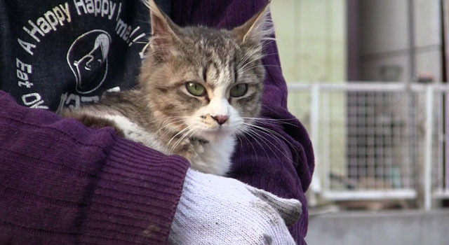 『犬と猫と人間と2　動物たちの大震災』 -(C) 宍戸大裕